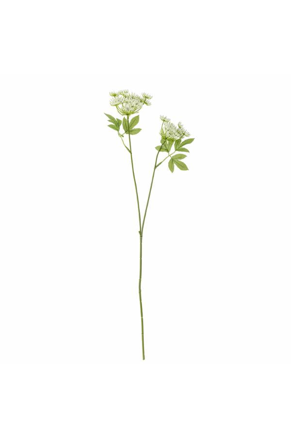 Fennikelblomst – hvit, 66 cm