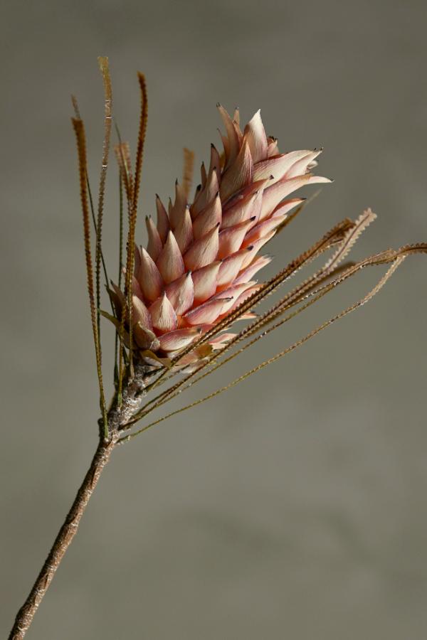 Palmflower – rosa, 73 cm
